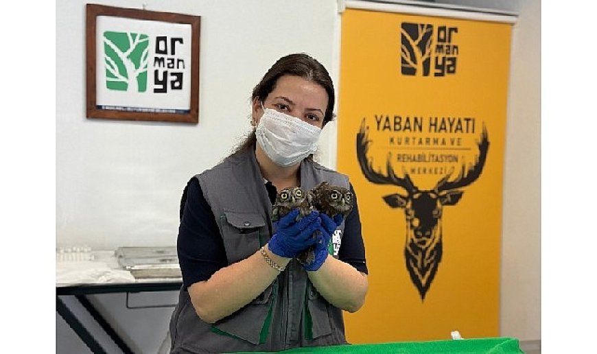 İtfaiyeden baykuş operasyonu