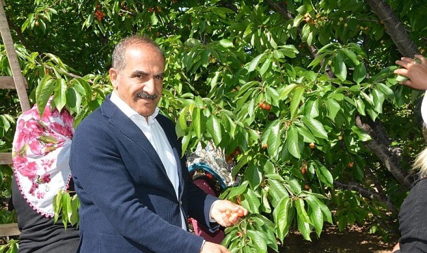 Uçak; “Don kirazı, kiraz ihracatı vurdu”
