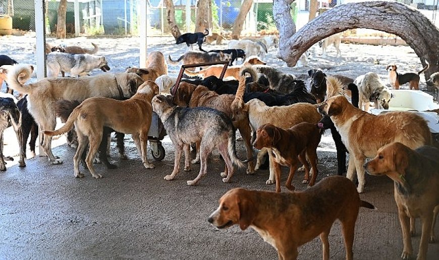 Kemer Belediyesi “Can dostlarının yanında”