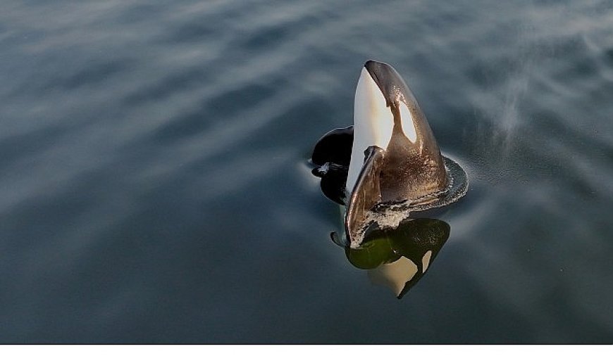 2 Bölümden Oluşan ‘Orkaların Gizemli Yaşamı’, 8 ve 15  Haziran Pazar Günleri 20.00’de National Geographic WILD Ekranlarında İzleyicilerle Buluşuyor!