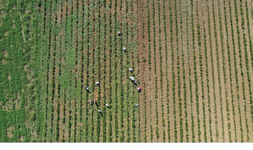 Tıbbi ve aromatik bitkilerin bahar temizliği yapılıyor
