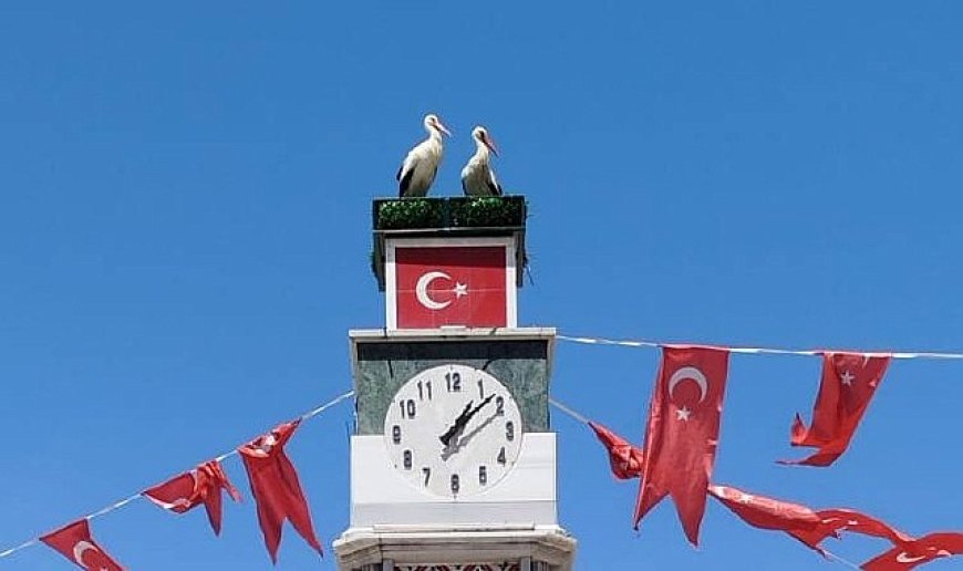 Can ve Canan Leylek Yuvalarına Geldi