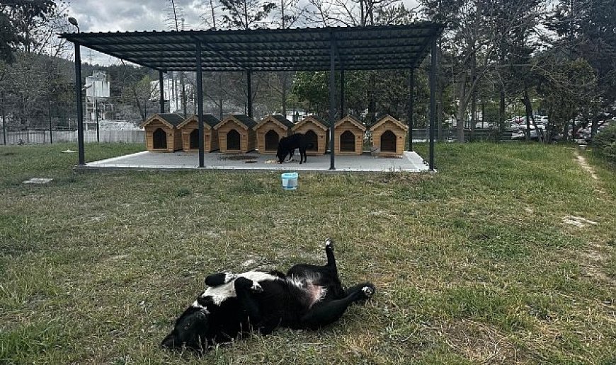 Digiturk’ten Ayazağa’daki Sokak Hayvanları İçin Güvenli Bir Yuva