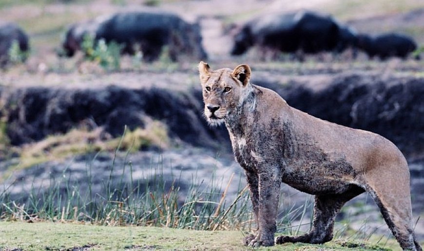 3 Bölümden Oluşan ‘Katavi: Afrika’nın Yitirilmiş Cenneti’ 5 Mart Çarşamba Günü 20.00’de National Geographic WILD Ekranlarında!