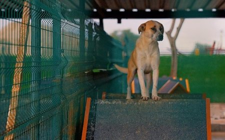 Didim Belediyesi'nden can dostlara sevgiyle hizmet