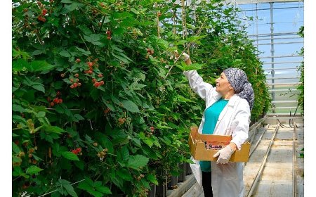 Seralarda sel felaketine   Elara Tarım’dan dirençli çözüm
