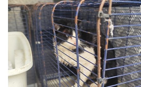 Ağva Deresi’nde mahsur kalan kedi kurtarıldı