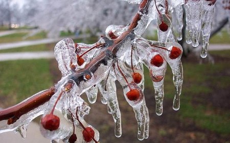 Zirai Don İçin Riskli Dönem Yaklaşıyor