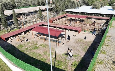 Burhaniye Belediyesi, Can Dostları Sıcak Yuvalarla Buluşturuyor