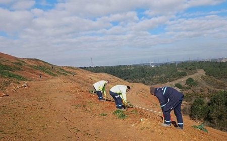 Gebze’de 4 bin 500 sedir ağacı toprakla buluştu