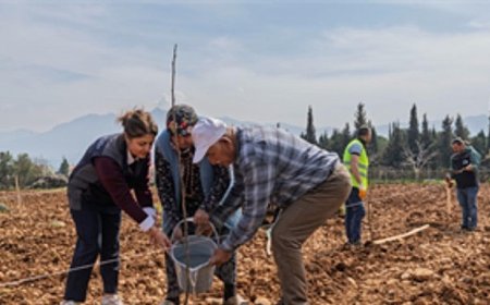 Kesilen cevizlerin yerine umut filizlendi