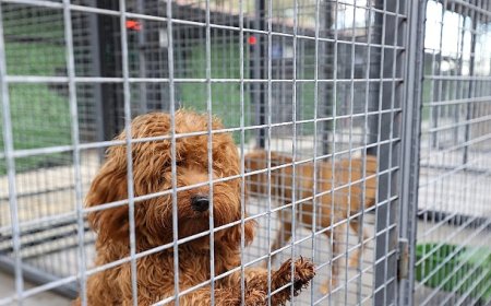 Buca’nın can dostlarına “beş yıldızlı” bakım