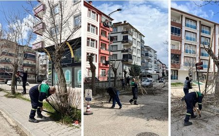 Ağaç Budama Çalışmaları Sürüyor