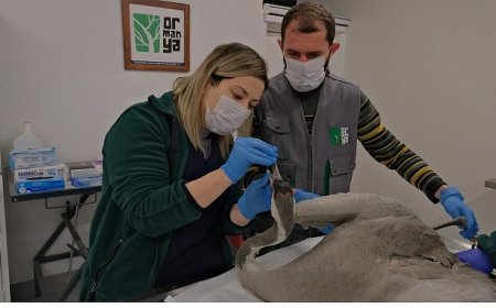 Yaralı Turna, Ormanya’da yaşama tutundu