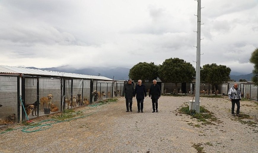 Başkan Ertaş’tan sokak hayvanlarına ilişkin açıklama