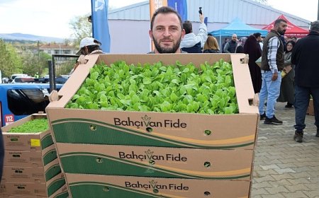 Kocaeli’de çiftçilere sebze fidesi desteği