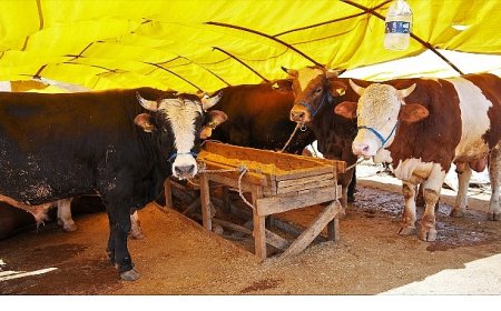 Keçiören’de Kurban Satış Alanı Başvuruları Başlıyor
