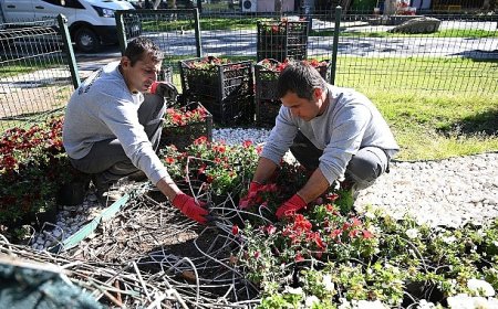 Kemer yaz sezonuna hazırlanıyor: İlçe petunyalarla süsleniyor
