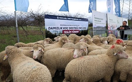 Büyükşehir’den hayvancılığa damızlık koç desteği