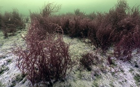 Mekânın sahipleri geri döndü