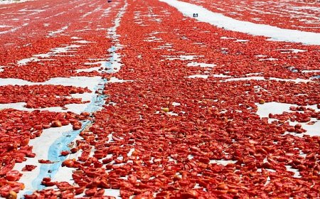 Meyve sebze mamulleri ihracatında aslan payı Ege Bölgesi’nin