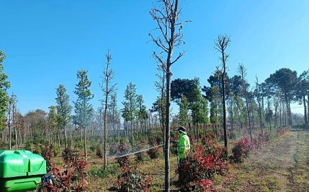 Fidanlara koruyucu müdahale