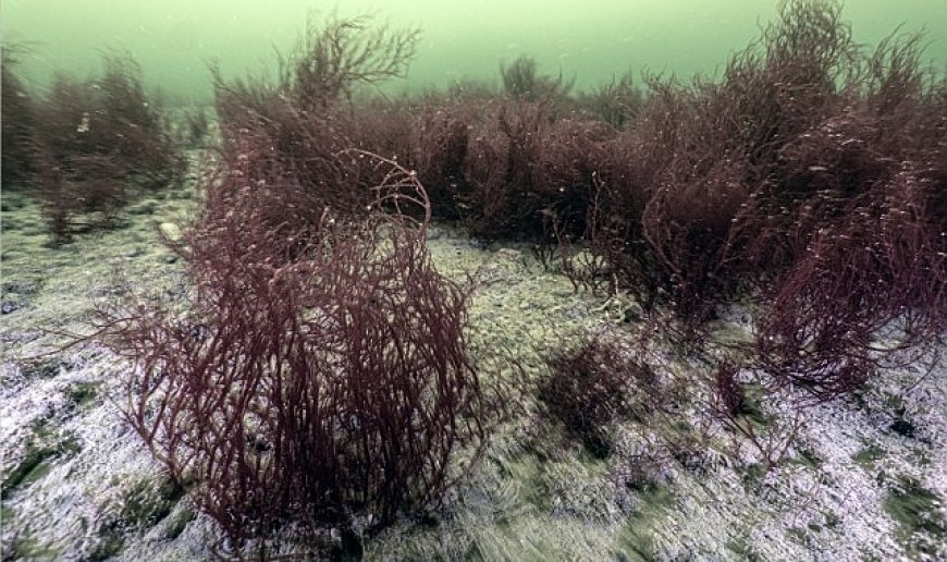 Mekânın sahipleri geri döndü