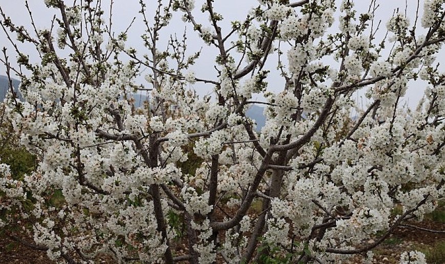 Kiraz hasreti bu sene bitiyor