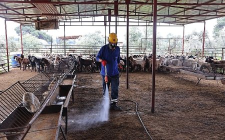 Büyükşehir’den ahırlarda karasineğe karşı etkin mücadele