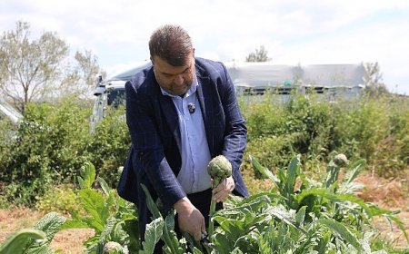 İlçenin önemli tarımsal üretim merkezlerinden Düzce Köyü’nde gerçekleşen hasada, Seferihisar Belediye Başkanı İsmail Yetişkin de katıldı.