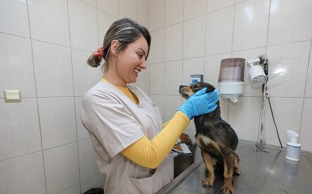 Gaziemir’de can dostlar için hizmet seferberliği: 12 bin 140 can dosta veteriner hizmeti