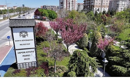 Sakuralar İçin Japonya’ya Gitmenize Gerek Yok; Konya’da Sakura Mevsimi Başladı