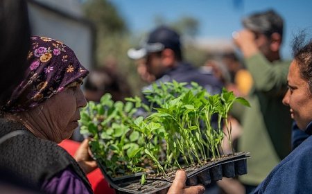 Milas Belediyesi’nden Üreticilere Fide Desteği