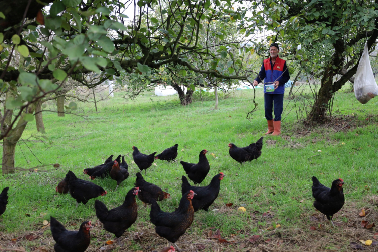 Kocaeli’de hibeli tavuk desteği üreticiye can suyu oldu